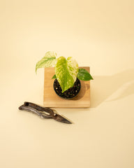 A young Monstera 'Mint' plant with variegated leaves in a small pot, placed on a wooden square next to a pair of pruning shears, against a beige background.