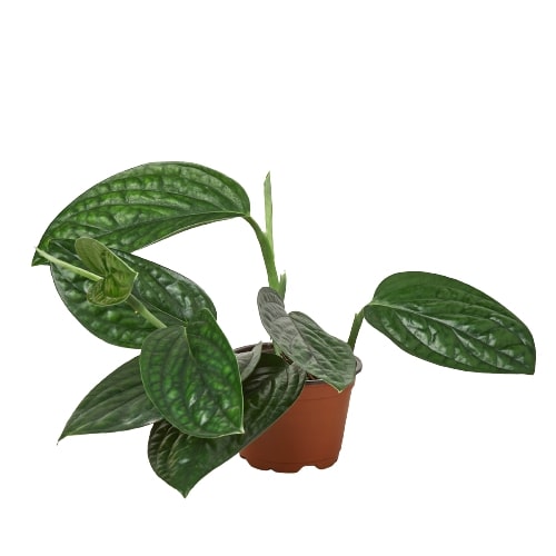 Monstera 'Peru' - Mickey Hargitay Plants