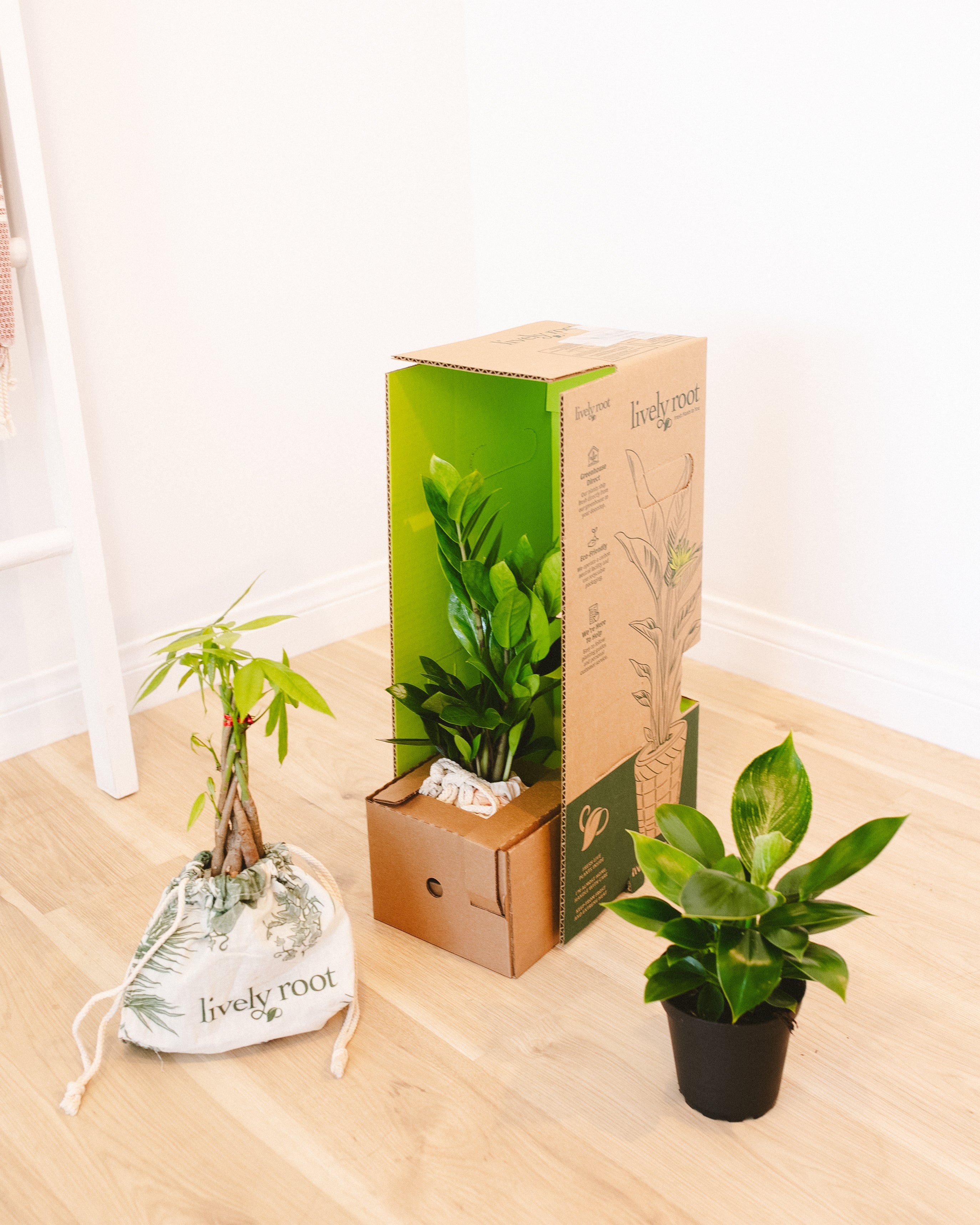 An assortment of indoor plants from the Easy Care Plant Subscription, featuring a ZZ plant securely packaged in a Lively Root shipping box, a braided Money Tree in a branded fabric bag, and a lush green Philodendron in a black grower pot, all arranged on a light wood floor.