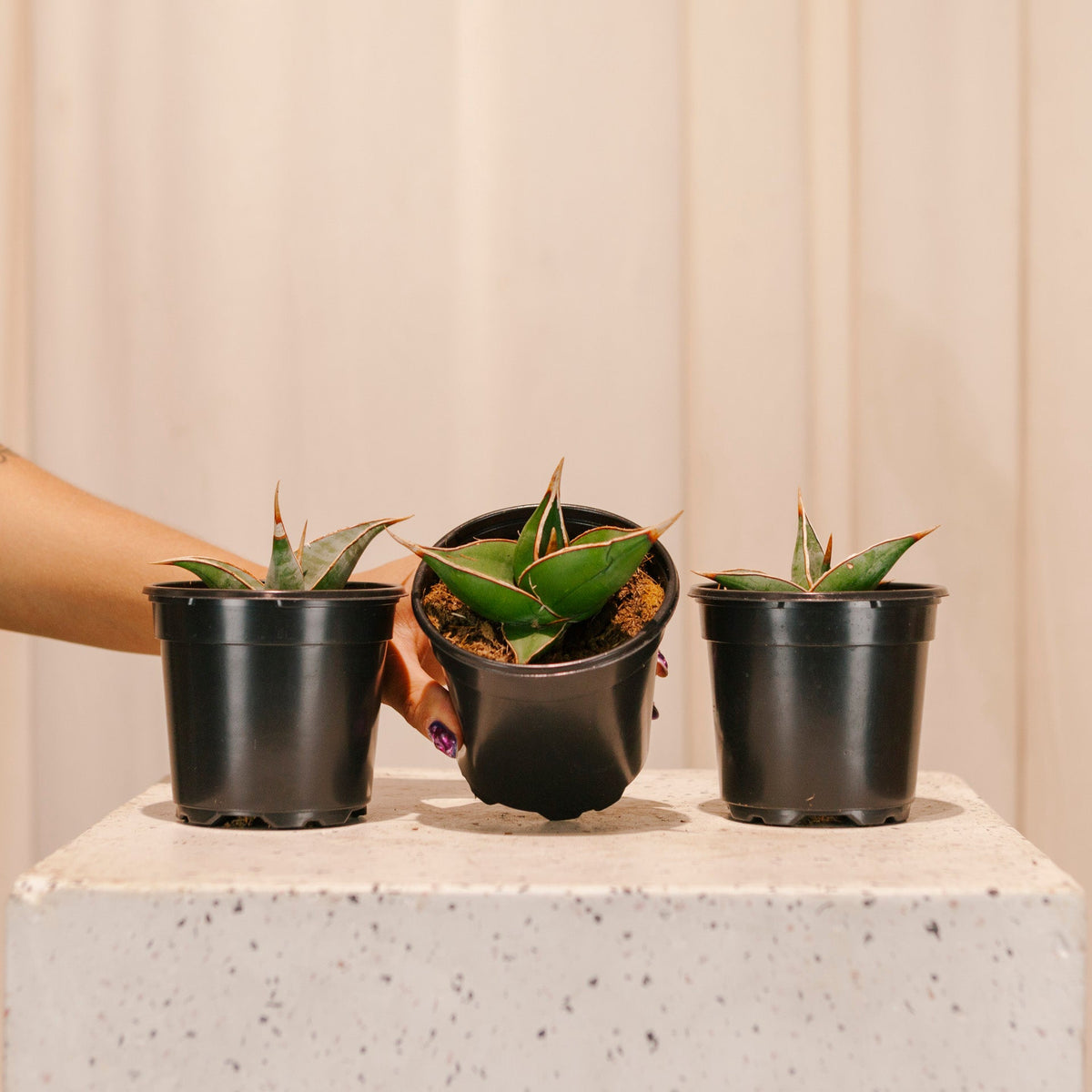 Walking Snake Plant: Sansevieria pinguicula - 4 inch pot — indoor plant — indoor plant for sale by Promise Supply for delivery and pickup in Toronto.