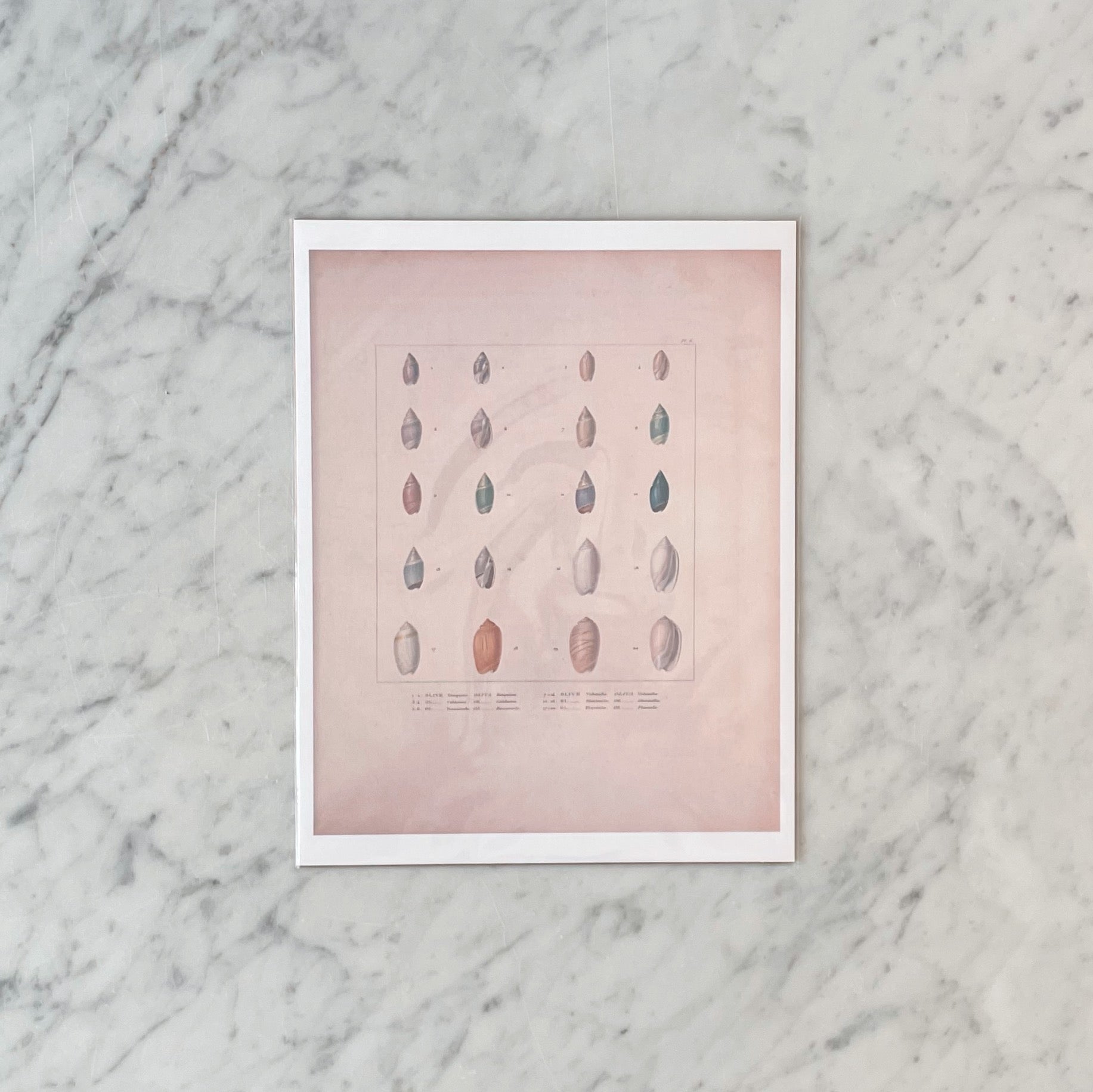 Antique Marine Shells Art Print