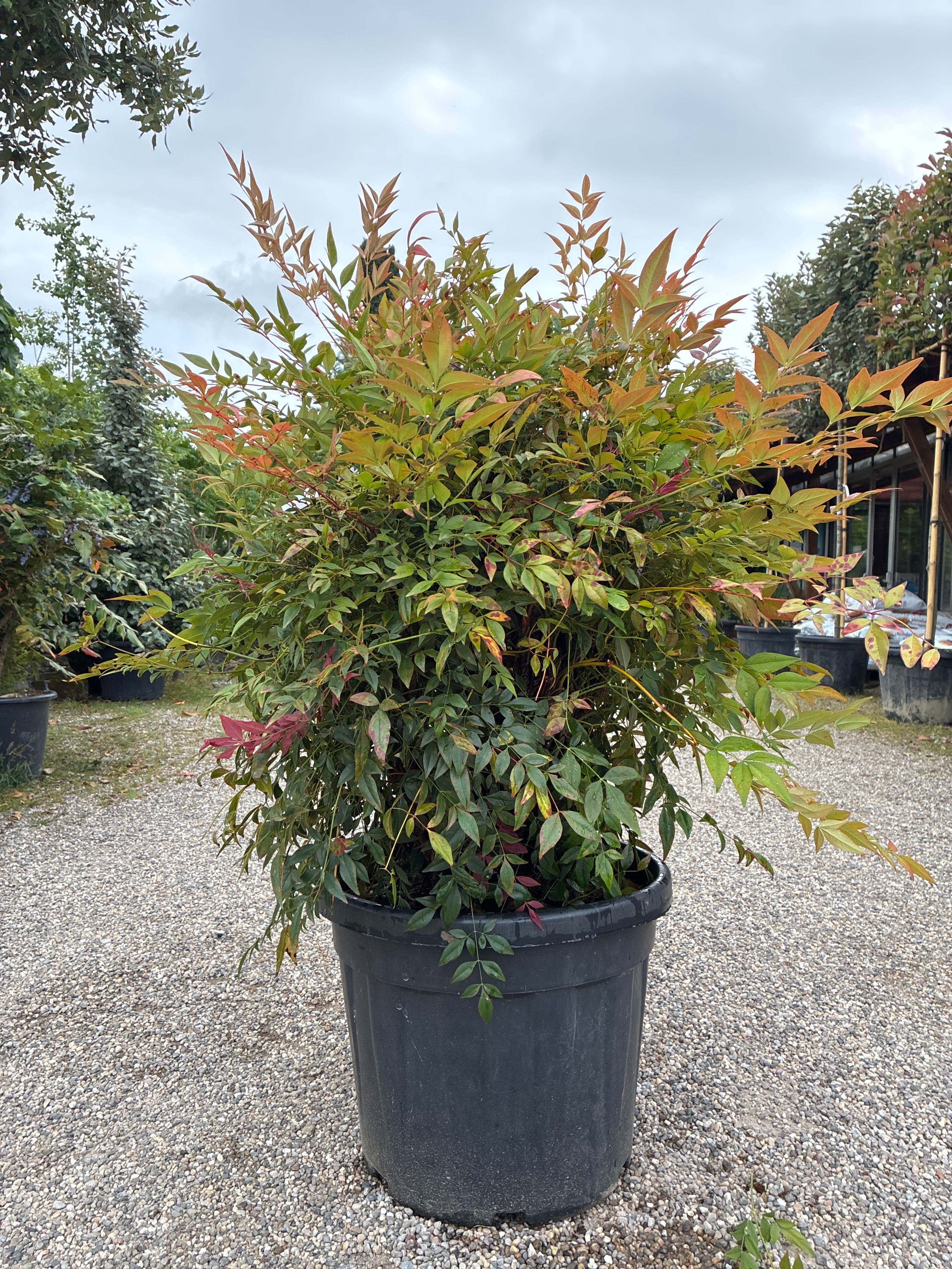 Himmelsbambus / Nandina domestica 'obsessed'