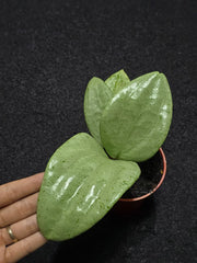 Hoya Glabra Silver (M)