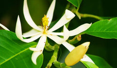Michelia Champaca, Tree from Seedlings Fruit Trees 102-Zill High Performance Plants