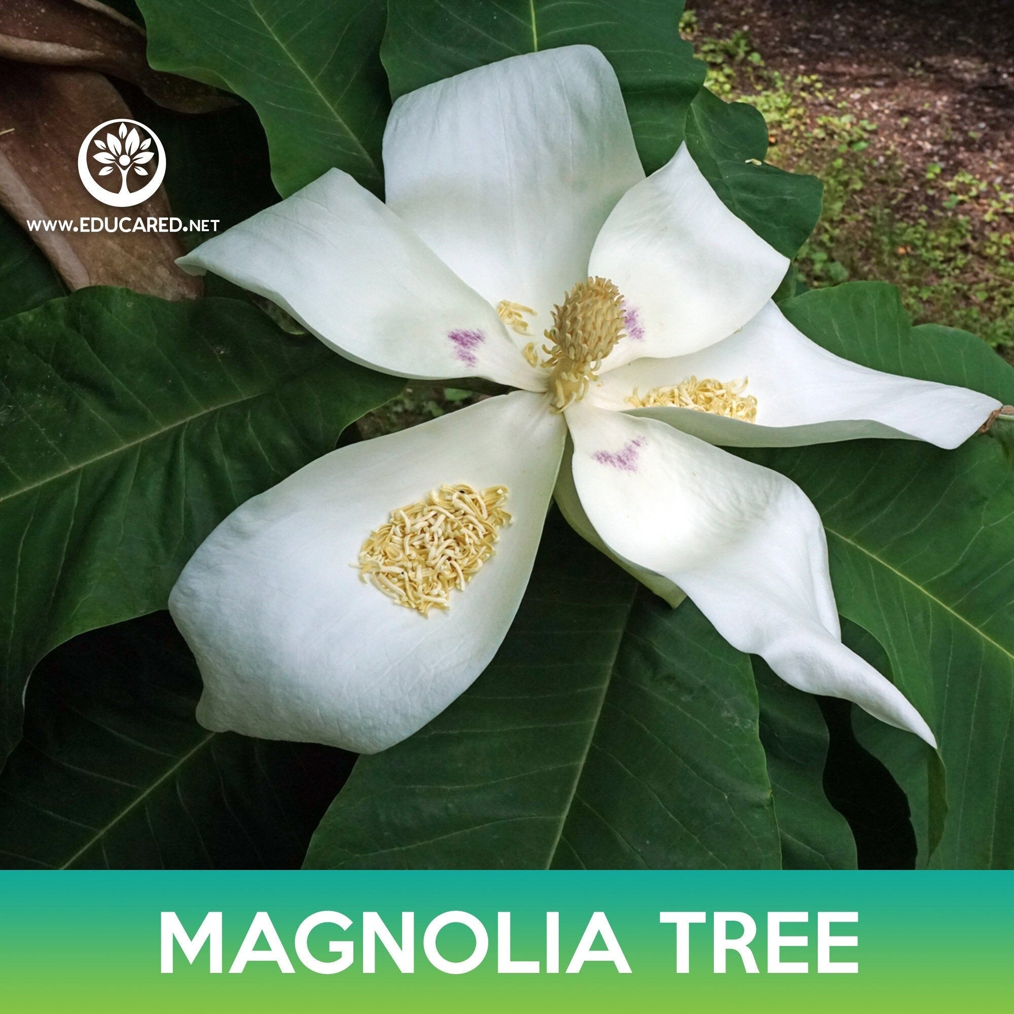 Magnolia Tree Seeds