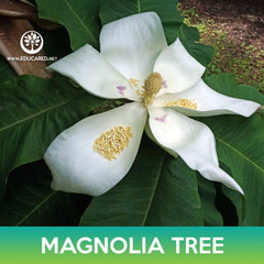 Magnolia Tree Seeds