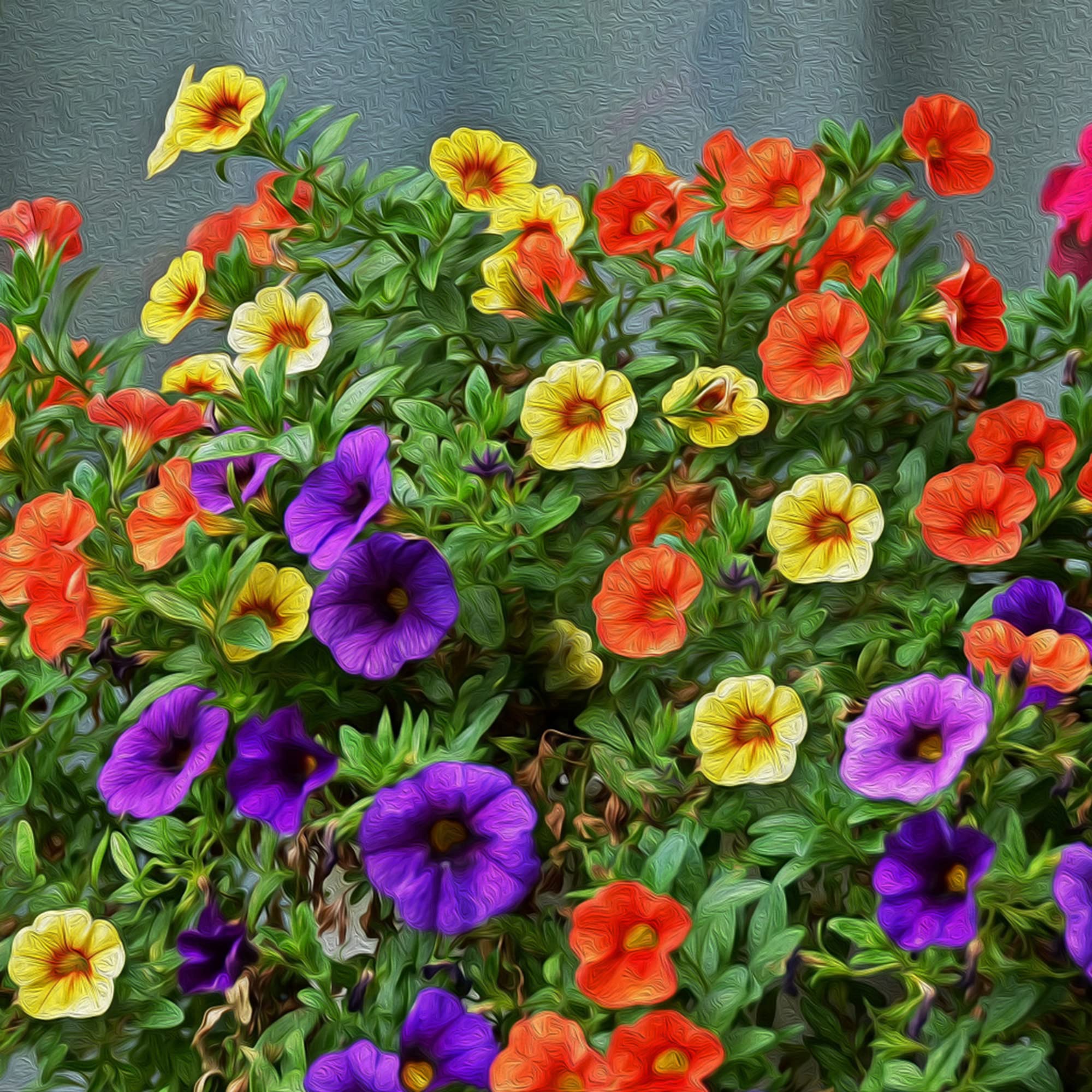 Calibrachoa Million Bells Flower Seeds for Planting – Heirloom, Non-GMO, Compact Blooms