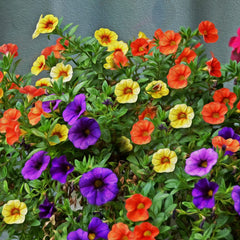 Calibrachoa Million Bells Flower Seeds for Planting – Heirloom, Non-GMO, Compact Blooms