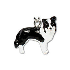 Border Collie - Pupaholic.com