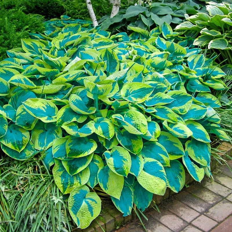 Tokudama Flavocircinalis Hosta