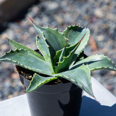 Altman Plants Rare Agave ovatifolia 'Orca', Premium Exotic Succulent & Live Plant, Agave Plant Live Succulents Plants Live Outdoor Plants, Exotic Plants & Rare Plants Rare Succulent Plants Live Plants