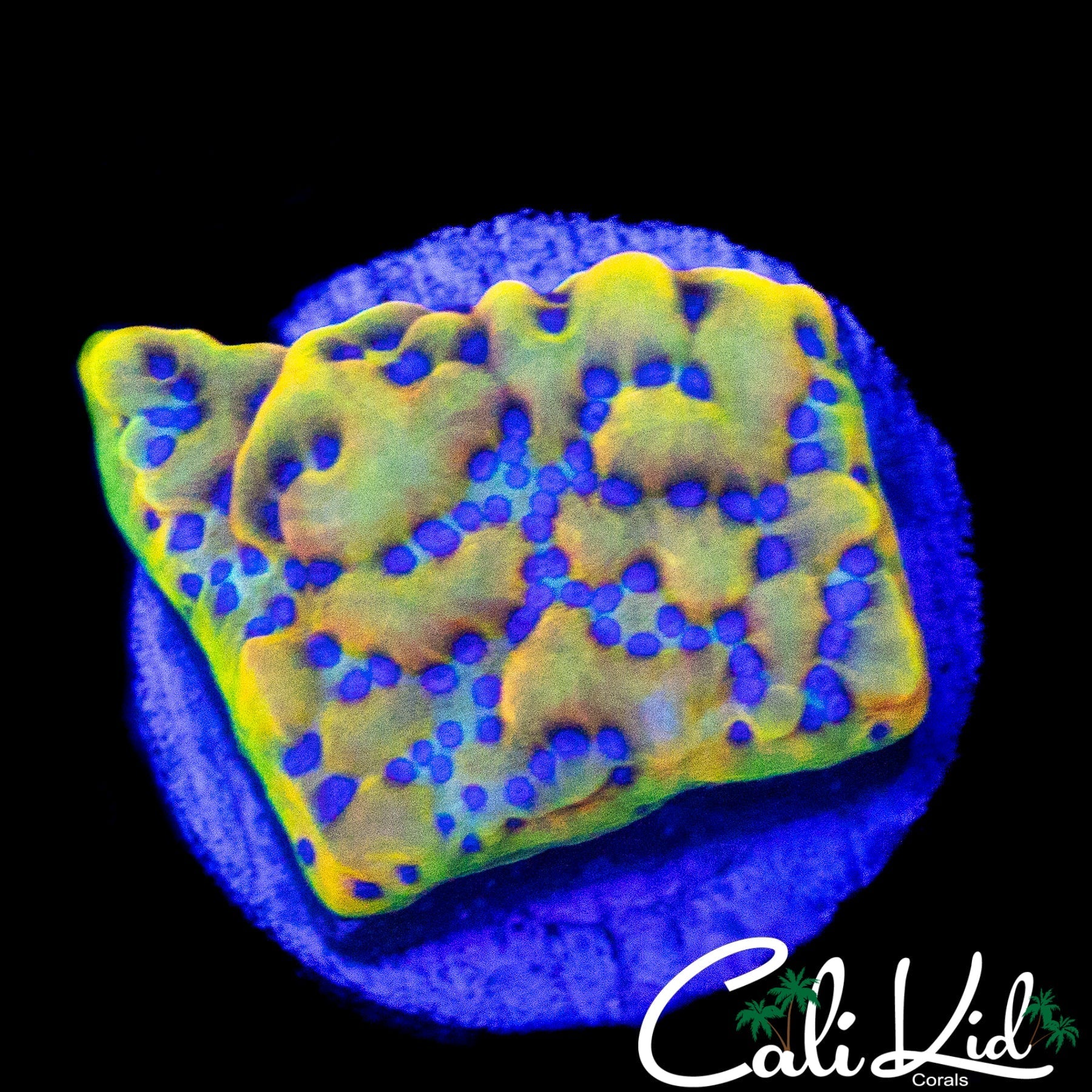 CK PEYOTE DREAMS MONTI