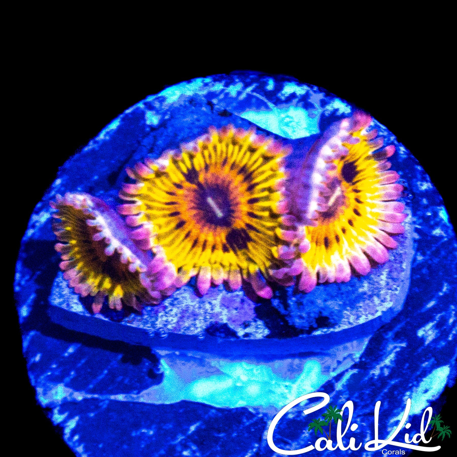 CHIQUITA TYPE ZOA TRIPLE