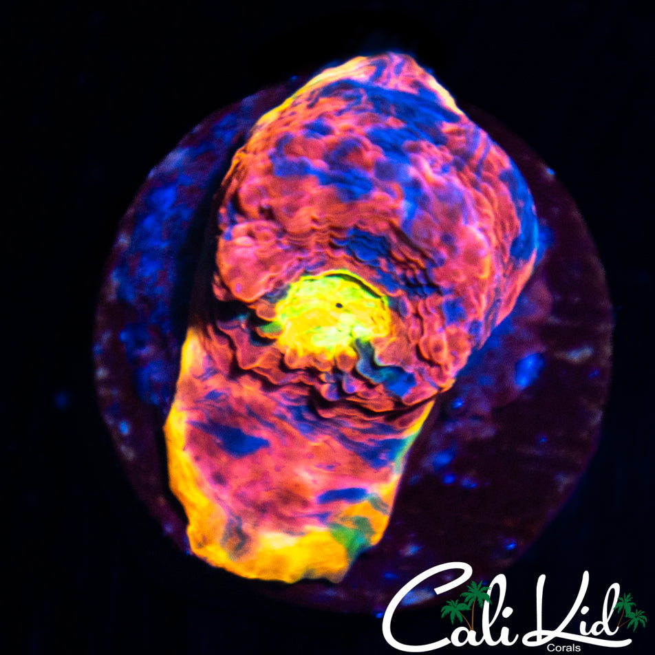 CK Candyland Chalice