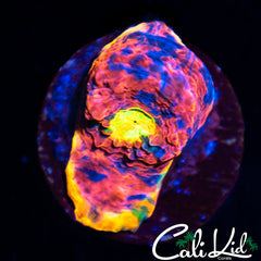 CK Candyland Chalice