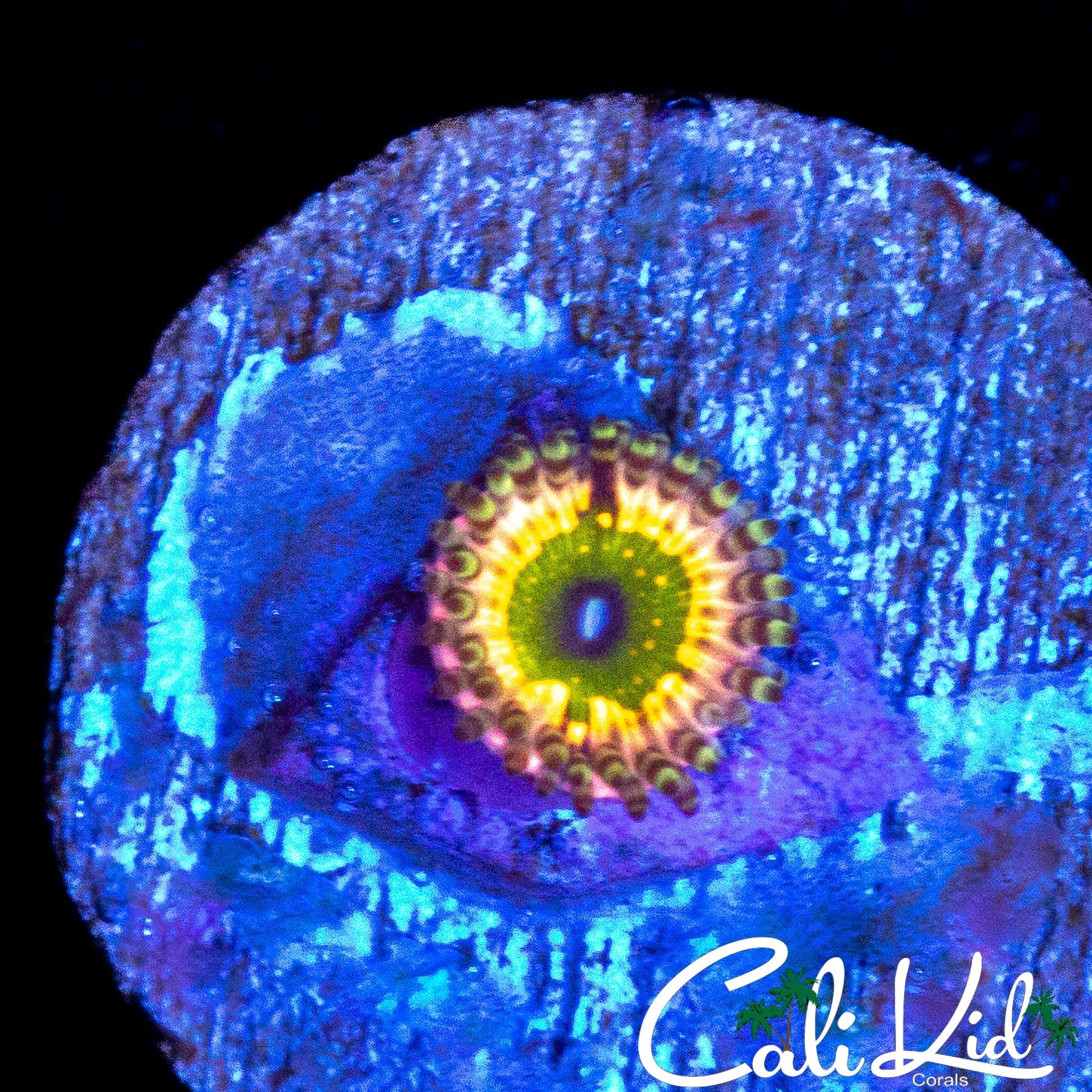CK MONSTERS INC ZOA