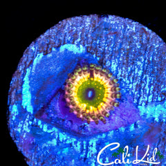 CK MONSTERS INC ZOA
