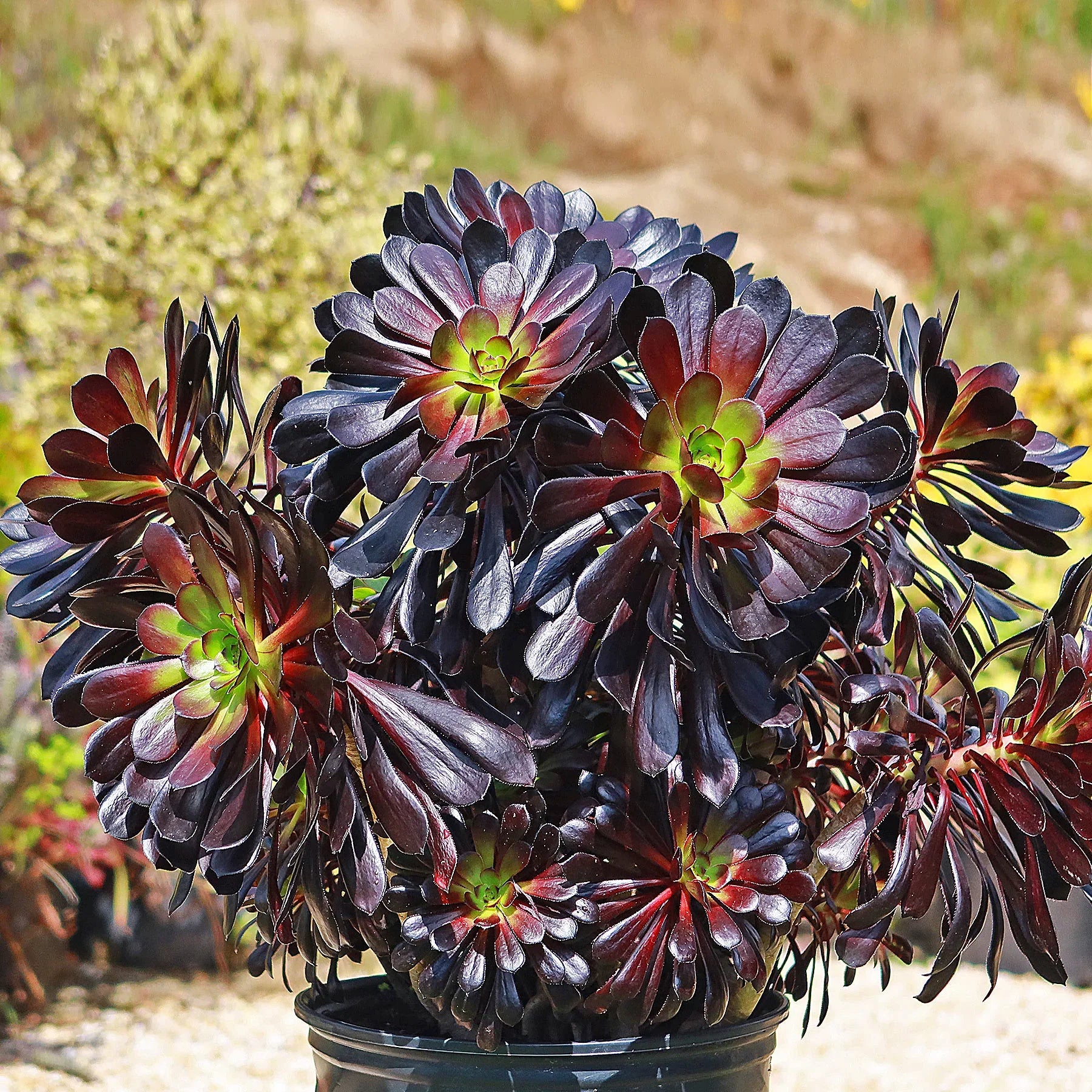 Aeonium arboreum 'Zwartkop', known as Black Rose, is a potted succulent with dark purple rosettes and bright green centers in sunlight.