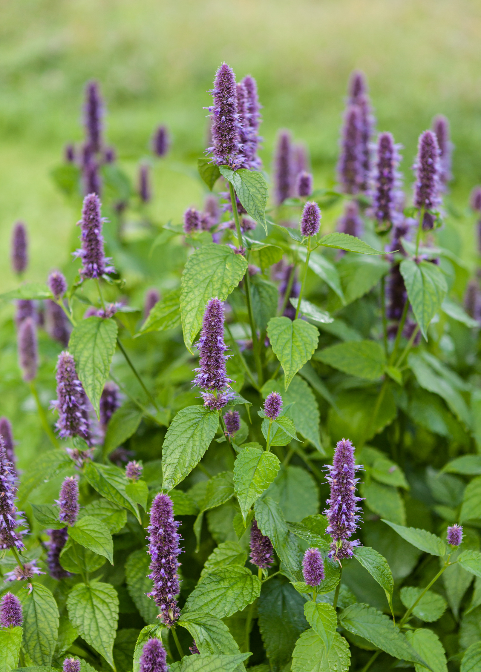 Anise Hyssop (Agastache foeniculum)