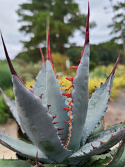 Image of Agave palmeri 'Kutsugen No Mai Ogi' taken at Juniper Level Botanic Gdn, NC by JLBG
