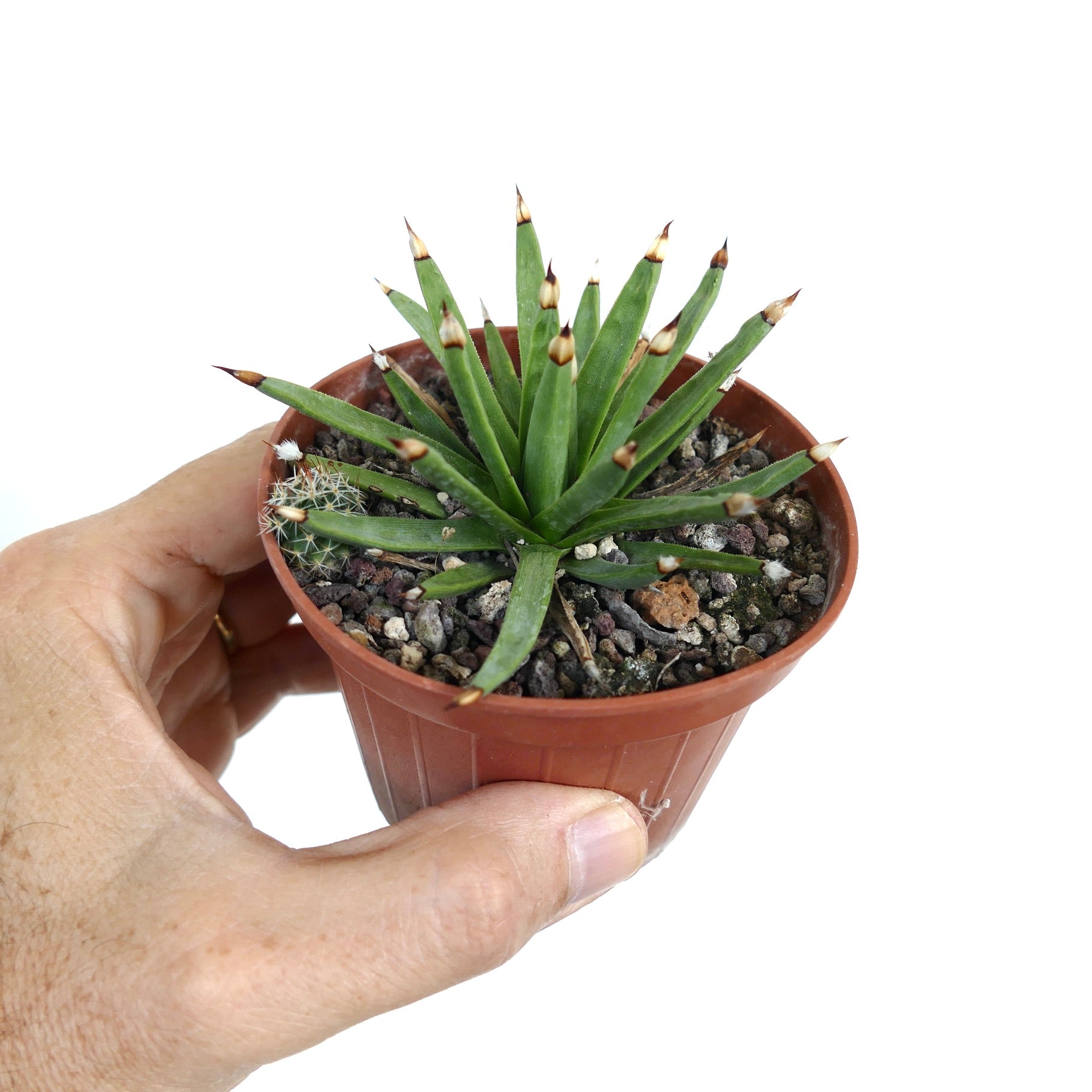 Agave albopilosa small succulent with pointed green leaves and brown-tipped spines in pot
