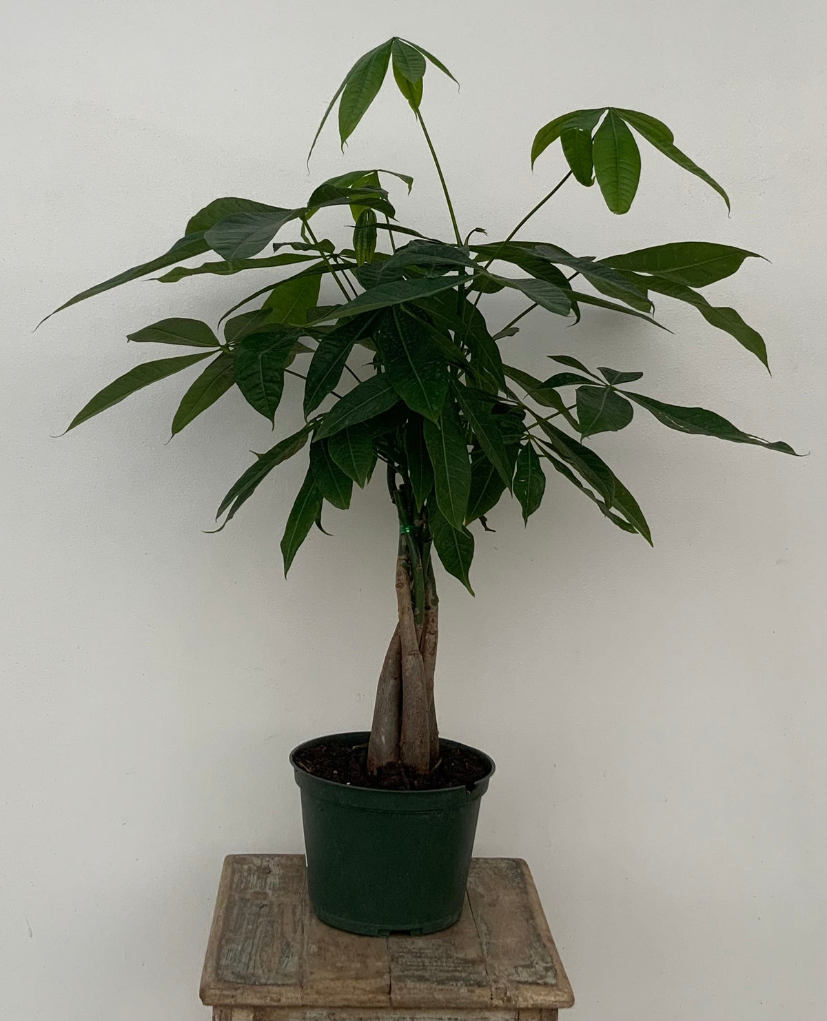 Braided Money Tree