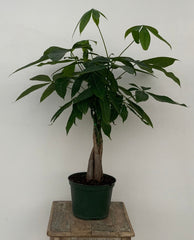 Braided Money Tree