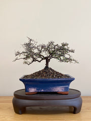 COROKIA - NZ NATIVE (CK2104023)
