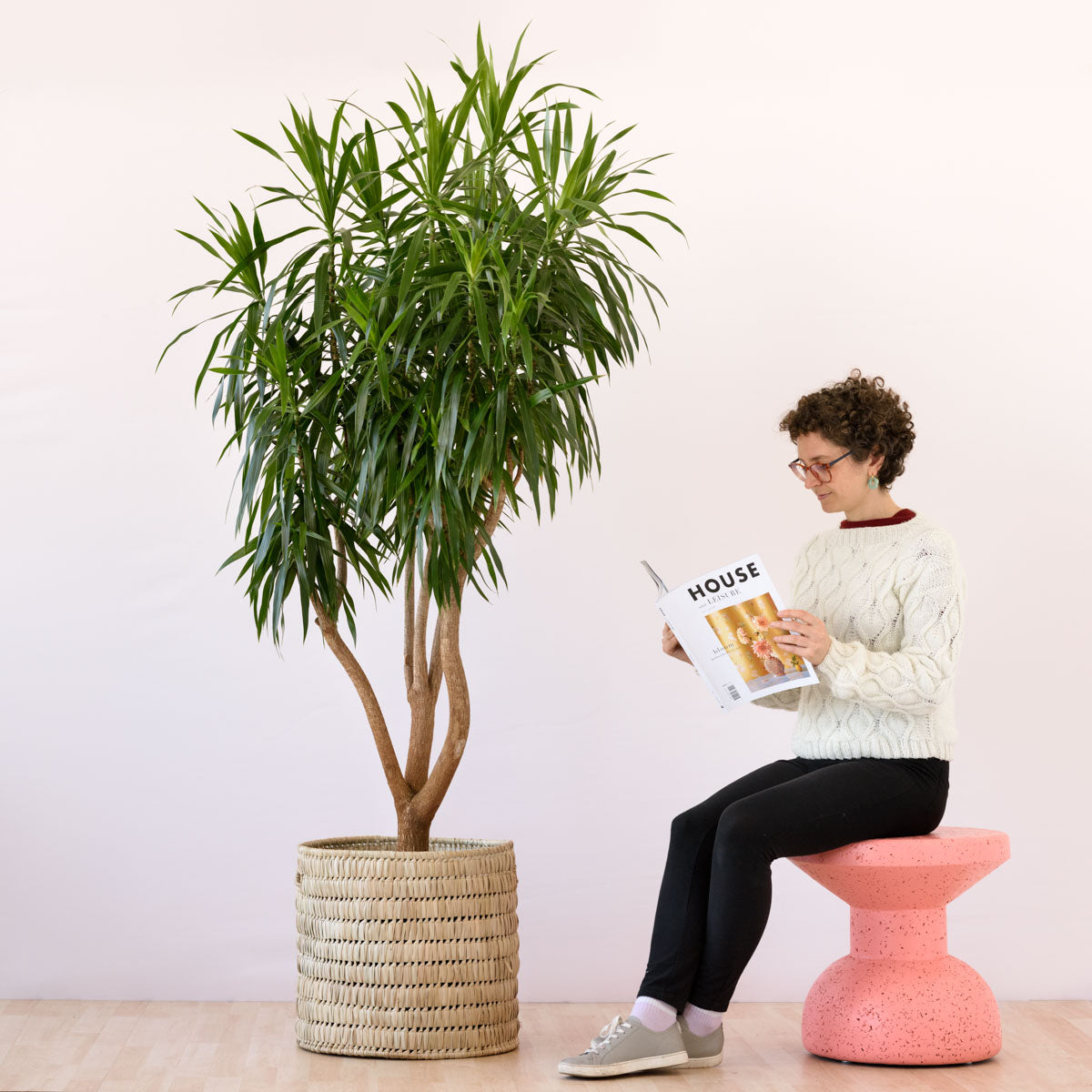 Dragon Tree - Alchemy - Extra Large displayed indoors with a person reading a magazine.