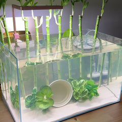 Lucky Bamboo | Live Aquarium Plant