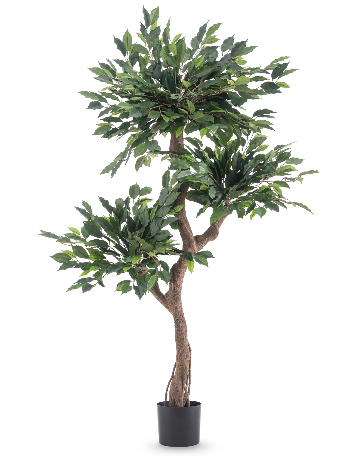 De Kunstplant Ficus Crazy 150 cm is een hoge kunstboom met drie trossen dichte groene bladeren en een gedraaide bruine stam, in een eenvoudige zwarte pot tegen een witte achtergrond.