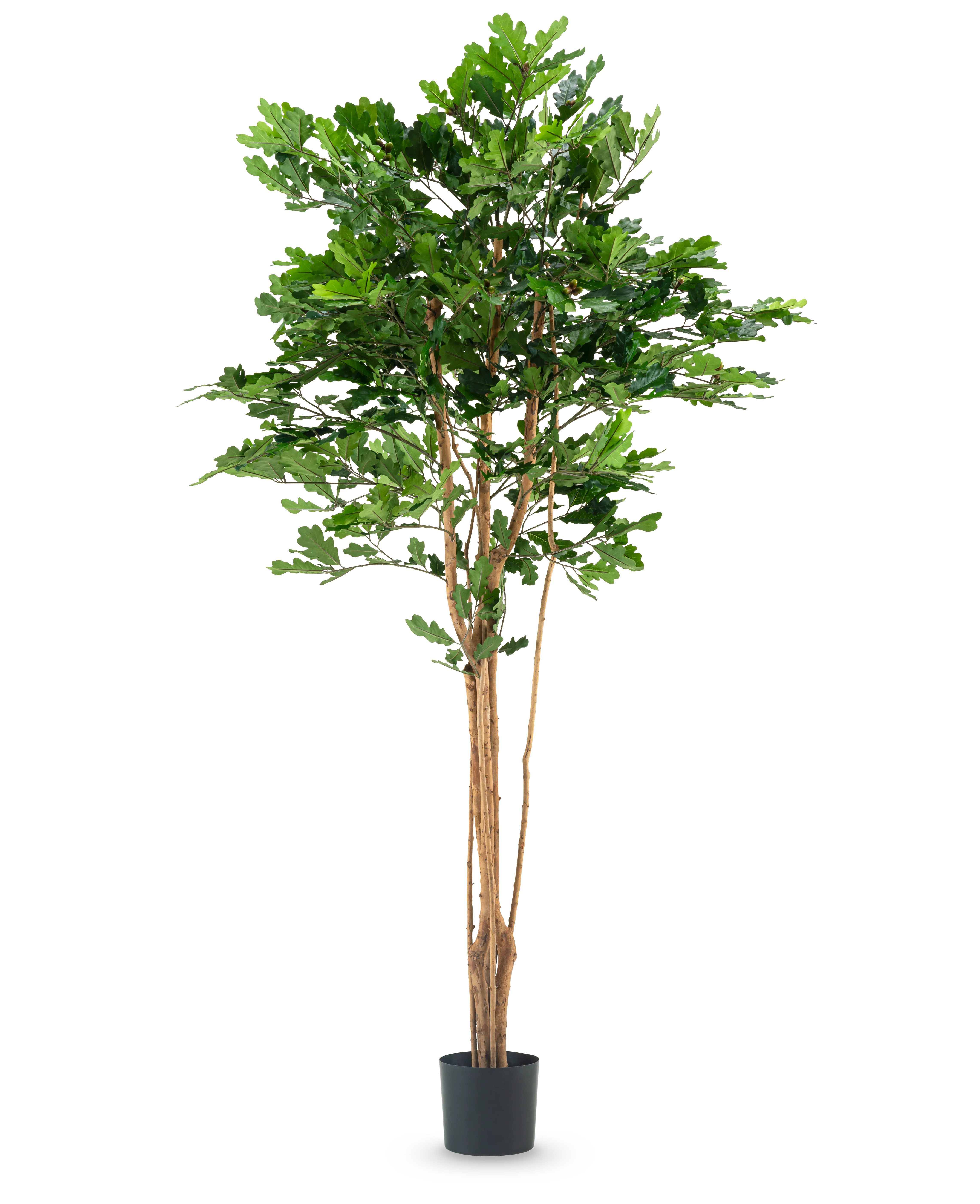 De Kunst Eikenboom 210 cm heeft meerdere dunne bruine stammen en dichte groene bladeren in een zwarte plastic pot, tegen een effen witte achtergrond.