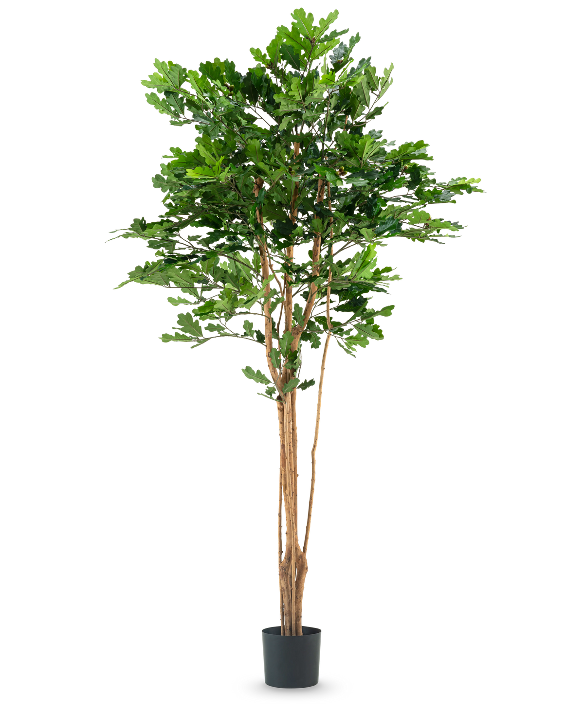 De Kunst Eikenboom 210 cm heeft meerdere dunne bruine stammen en dichte groene bladeren in een zwarte plastic pot, tegen een effen witte achtergrond.