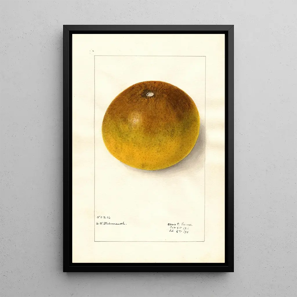 Elsie E Lower - Citrus paradisi Pomelo.webp