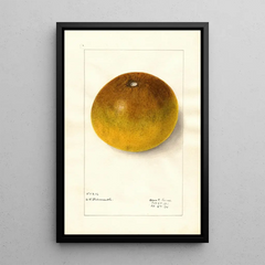 Elsie E Lower - Citrus paradisi Pomelo.webp