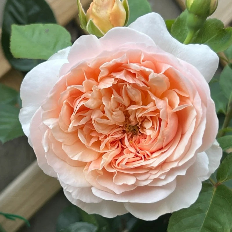 Evelyn Rose Plant