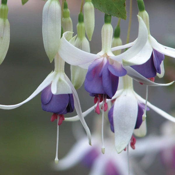 Fuchsia Delta's Sarah (Hardy) Flower Plants