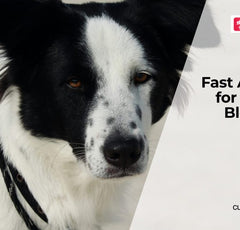 dog ate a cigarette filter What To Do If Your Dog Ate Tobacco or Nicotine  Products