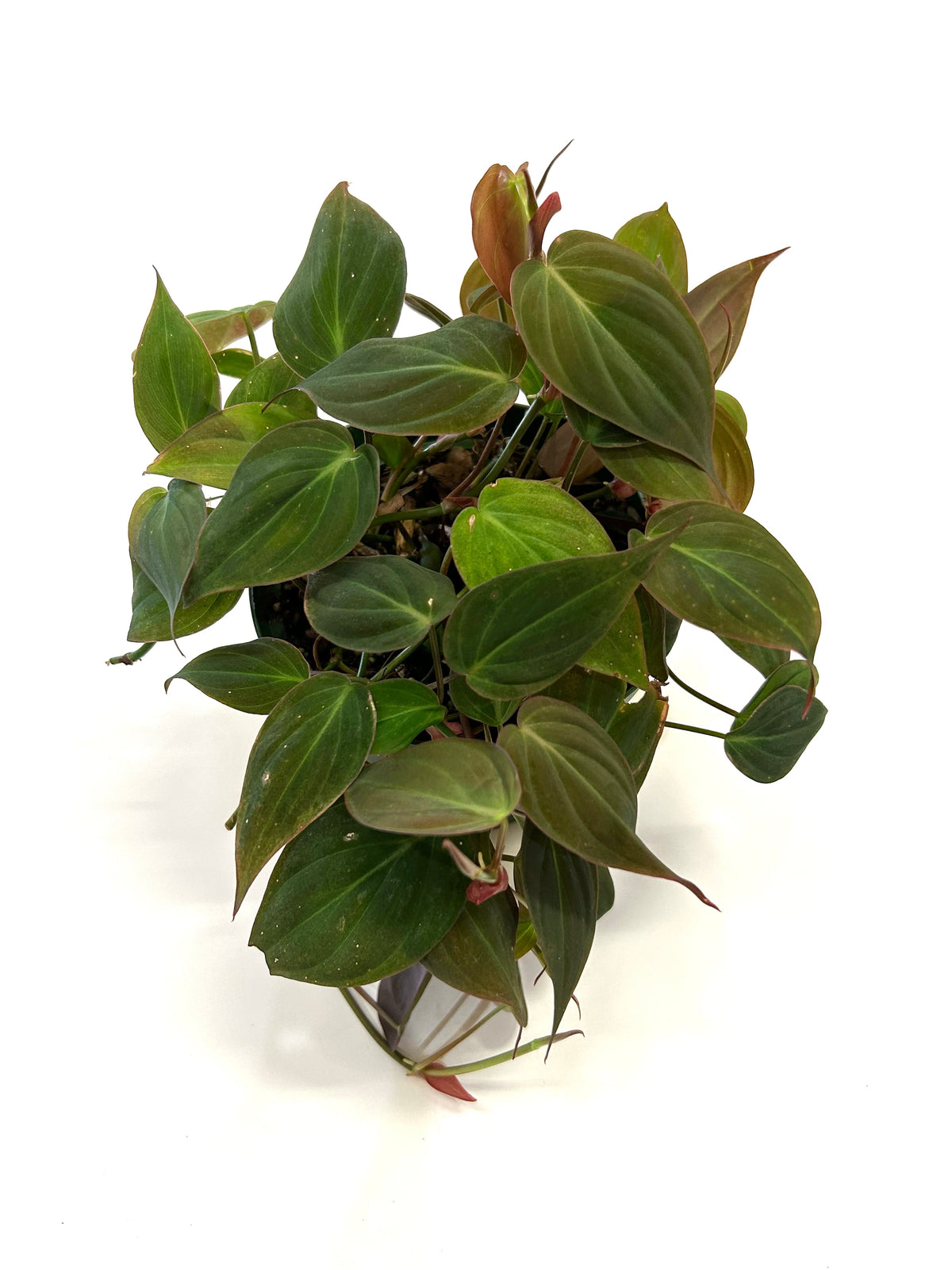 Micans Philodendron