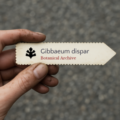 Printed plant label for Gibbaeum dispar held by hand with dirt on fingers