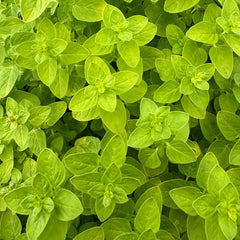 green colored Greek Oregano leaves
