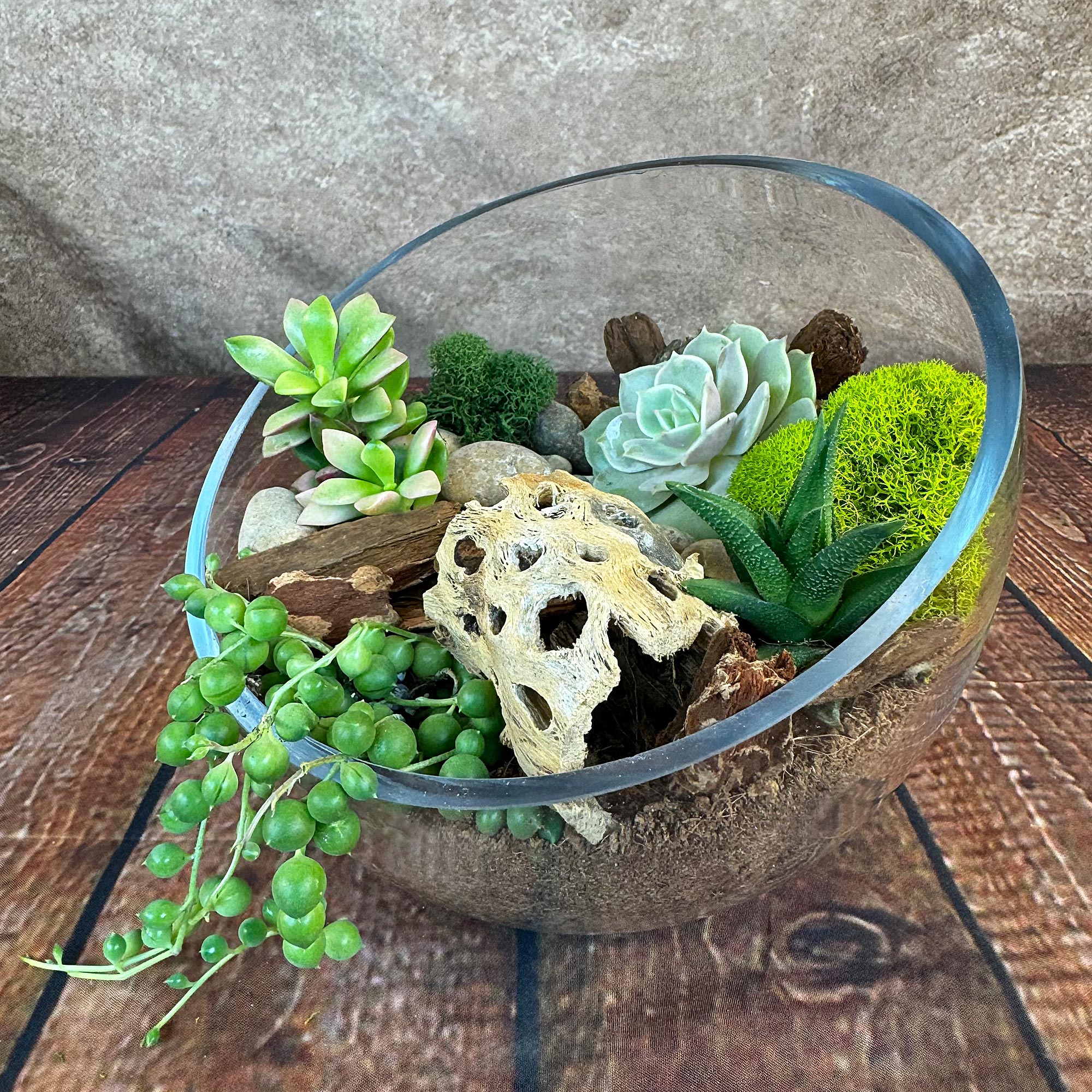 Three-quarter view of half-moon glass succulent terrarium showcasing four live succulents, trailing string-of-pearls, green moss and decorative rocks on a wooden surface