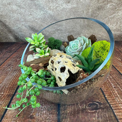 Three-quarter view of half-moon glass succulent terrarium showcasing four live succulents, trailing string-of-pearls, green moss and decorative rocks on a wooden surface