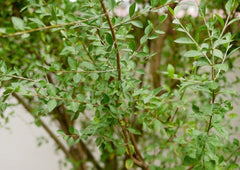 Henna Plant
