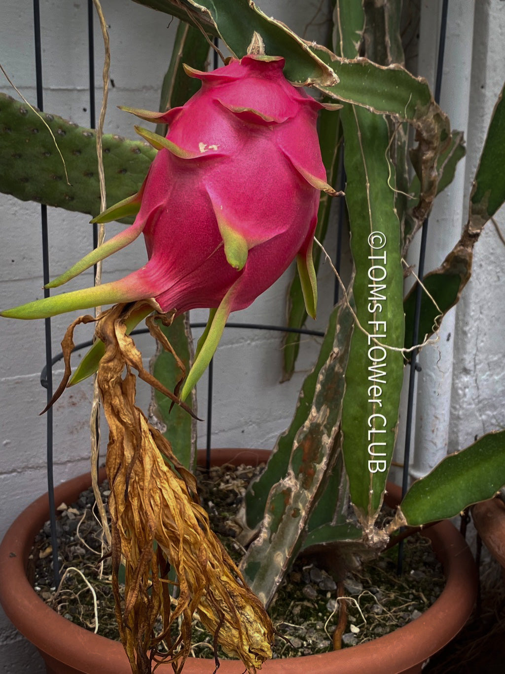 Red fruits of the Hylocereus Undatus, Dragonfruit plant, organically grown, robust and healthy, from TOMs FLOWer CLUB.