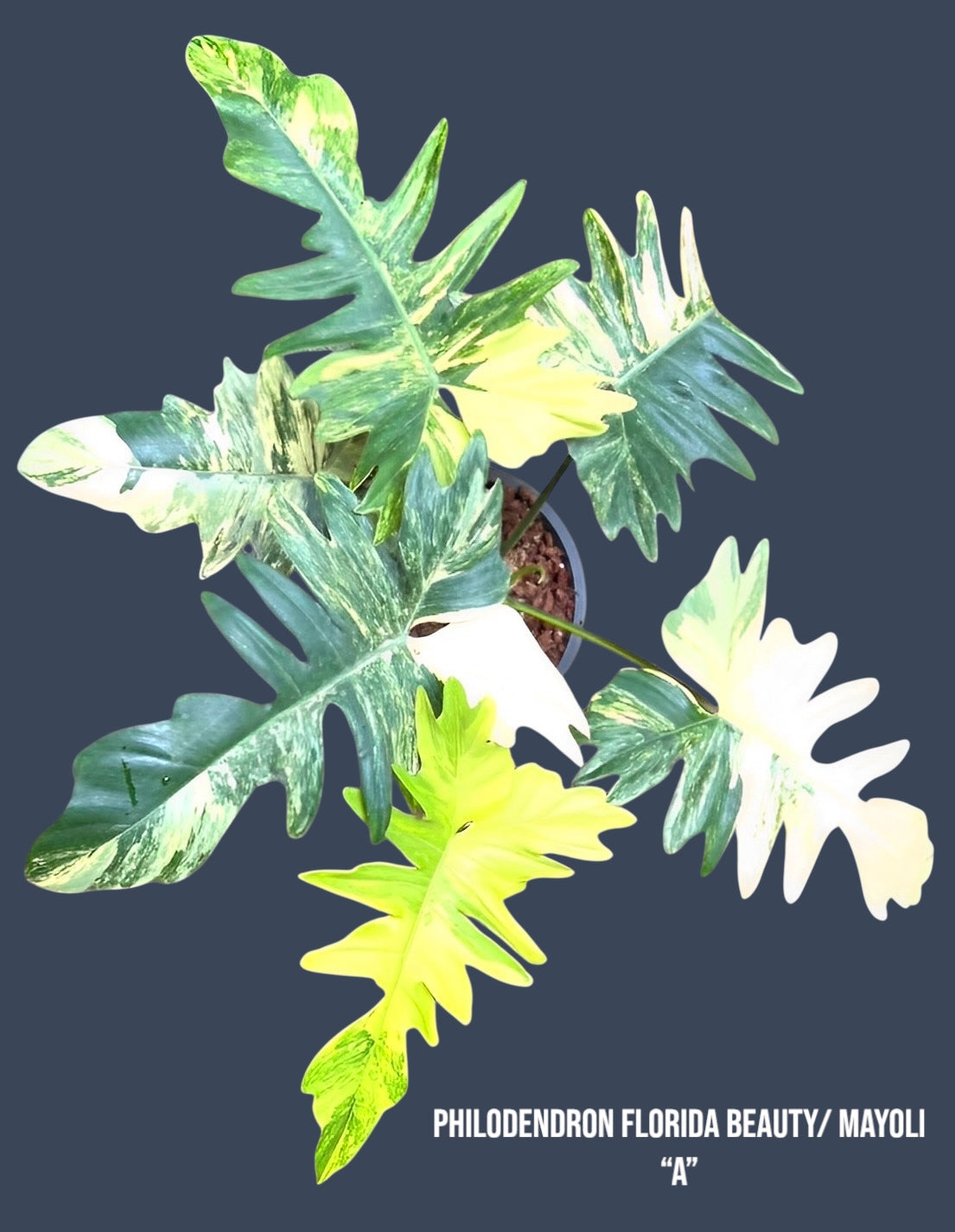 Philodendron Flordia Beauty x Mayoi for sale at Plant Vault