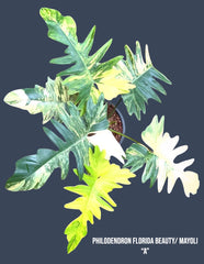 Philodendron Flordia Beauty x Mayoi for sale at Plant Vault