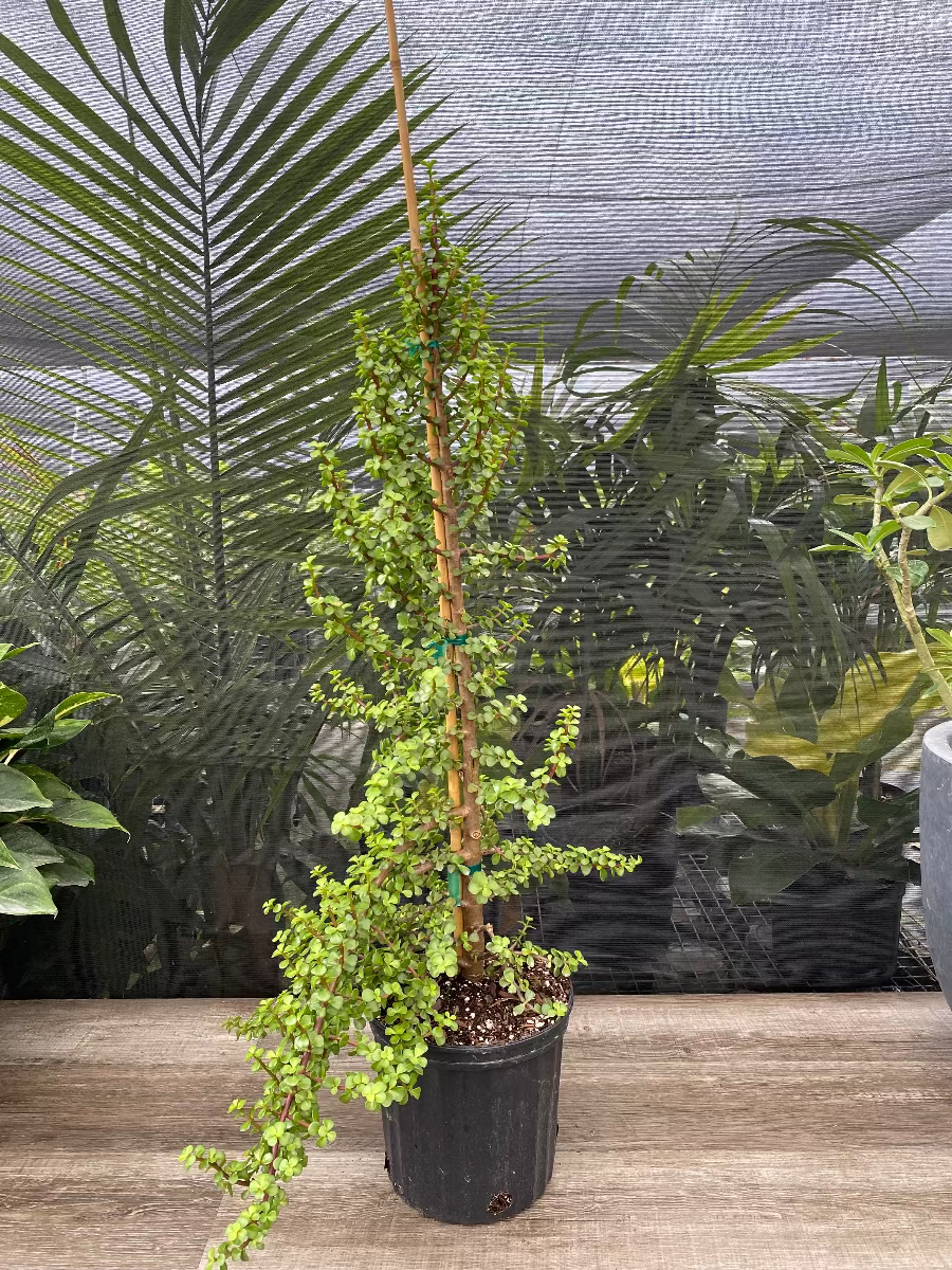 Potted Portulacaria afra Elephant Bush