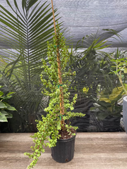 Potted Portulacaria afra Elephant Bush