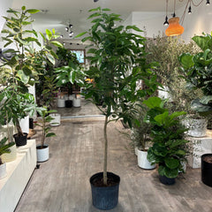 Ceylon Cinnamon Tree: Cinnamomum verum - 14 inch Pot - 6 foot Tall — indoor plant — indoor plant for sale by Promise Supply for delivery and pickup in Toronto.